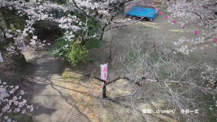 八王子市　史跡　滝山城趾　ドローン映像　中の丸の桜