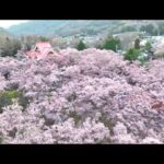 春らんまん「天下第一の桜」見ごろに　ドローンで空中散歩 　淡いピンク色が一面に