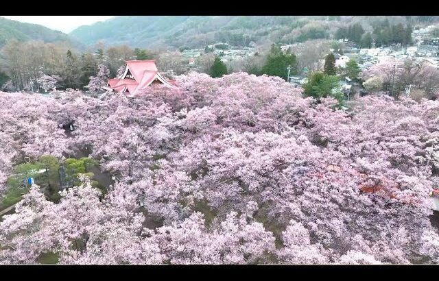 春らんまん「天下第一の桜」見ごろに　ドローンで空中散歩 　淡いピンク色が一面に