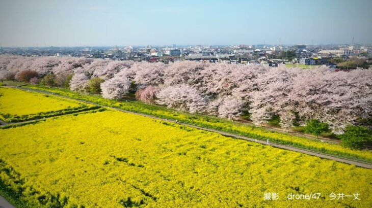 権現堂桜堤　ドローン　空撮映像