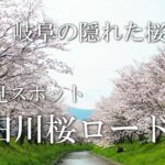 花田川桜ロード～岐阜のお花見巡り～ドローン空撮
