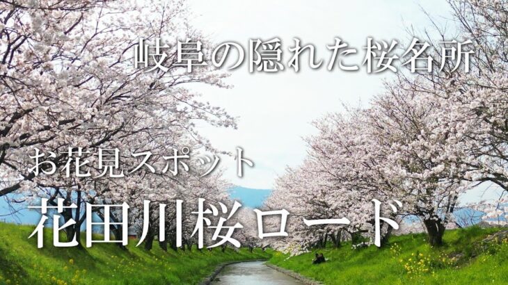 花田川桜ロード～岐阜のお花見巡り～ドローン空撮