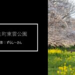 【壬生町】桜並木と菜の花が織りなす夢の風景（壬生町東雲公園）