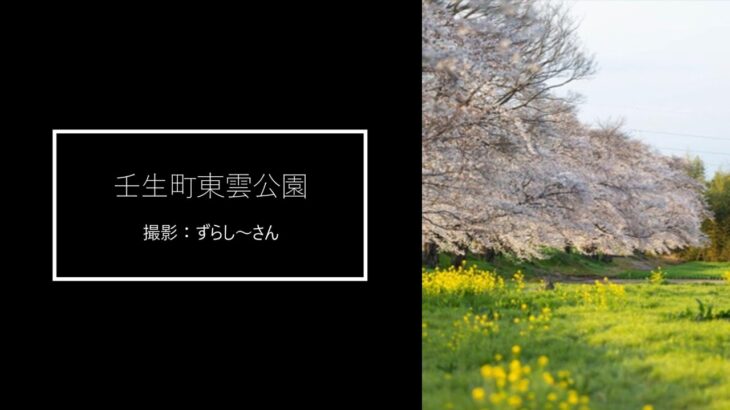 【壬生町】桜並木と菜の花が織りなす夢の風景（壬生町東雲公園）