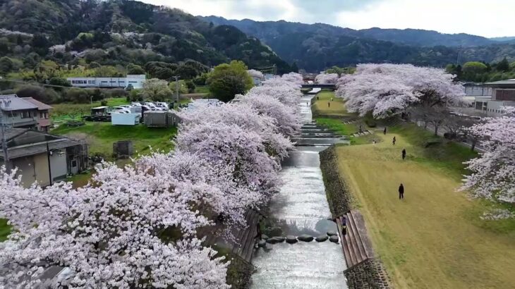 羽根谷だんだん公園の桜【ドローン空撮】