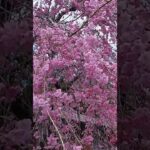 長年放置されてる空家にこんな綺麗な垂れ桜がありました🌸　#春　#垂れ桜　#桜のある風景