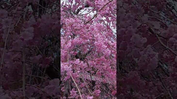 長年放置されてる空家にこんな綺麗な垂れ桜がありました🌸　#春　#垂れ桜　#桜のある風景