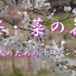 桜　菜の花　ドローン