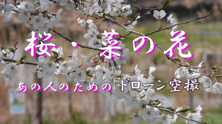 桜　菜の花　ドローン