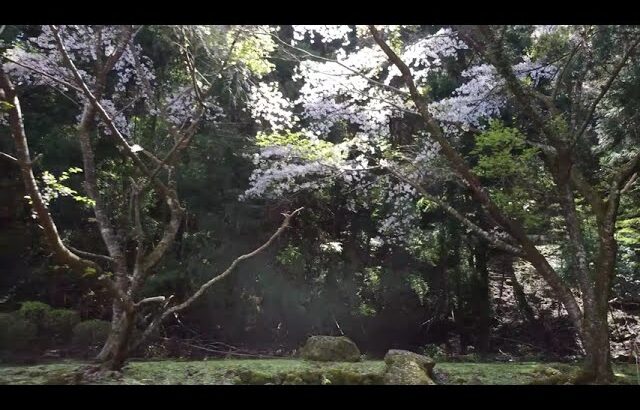 青蓮寺ヒコー散歩　～ なごり桜 ～