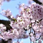 桜咲く琵琶湖湖岸海津大崎の風景