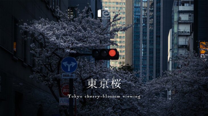 東京の桜：春に包まれる大都市の風景｜東京駅・柴又・宿河原・所沢