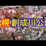 【札幌】創成川公園の桜が咲く風景が最高でした！