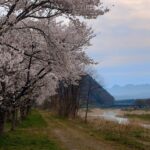 [ドローン空撮]福島県南会津町 丹藤の桜並木🌸