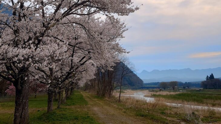 [ドローン空撮]福島県南会津町 丹藤の桜並木🌸