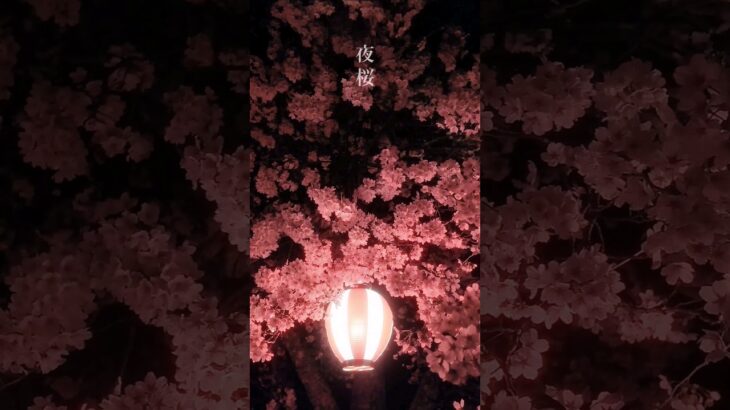 まるで桜だけの森に迷い混んだみたい🌸⁡⁡　#夜桜 #桜 #サクラ #さくら #日本の春 #春の風景 #日本の風景 #風景 #絶景