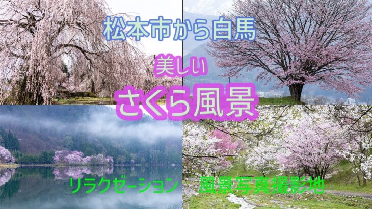 桜風景／松本から白馬【リラクゼーションに】【写真撮影地参考】