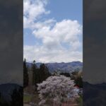 ｳｰﾑ　桜🌸綺麗　山の春～　#綺麗 #お散歩 #風景 #春の日 #桜