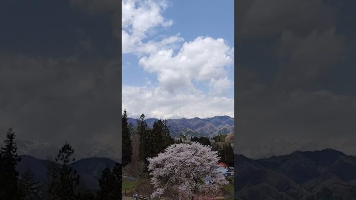 ｳｰﾑ　桜🌸綺麗　山の春～　#綺麗 #お散歩 #風景 #春の日 #桜