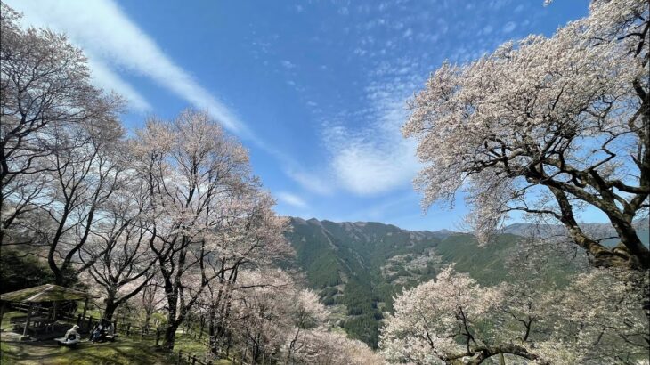 「ひょうたん桜」ドローン空撮  高知県仁淀川町