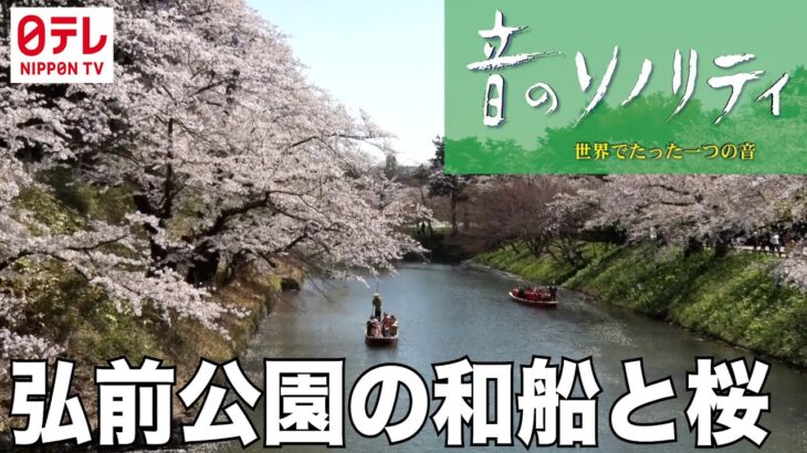 「弘前公園の和船と桜」♯1030（青森県）2024年5月5日　音風景動画【音のソノリティ公式】