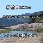 ドローン桜並木撮影2024 宍粟市　西深の桜並木