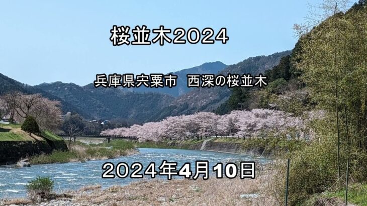 ドローン桜並木撮影2024 宍粟市　西深の桜並木