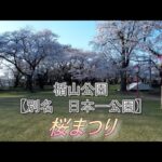 【ドローン】【空撮】【庄内】　楯山公園　桜まつり　2024