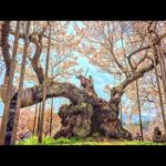 神代桜日本三大桜  実相寺 2024年 ドローン空撮 桜色に染まる甲斐駒ヶWALK JAPAN TRIP TO JAPAN JOSUE 4K CHERRY BLOSSOM 2024