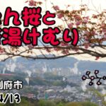 ぼたん桜と別府湯けむりタイムラプス（大分県別府市）2024/04/13