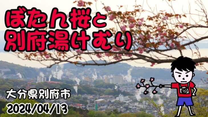 ぼたん桜と別府湯けむりタイムラプス（大分県別府市）2024/04/13