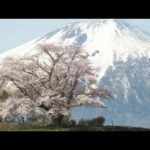 【ドローン空撮】為内の一本桜（2024/4/18）