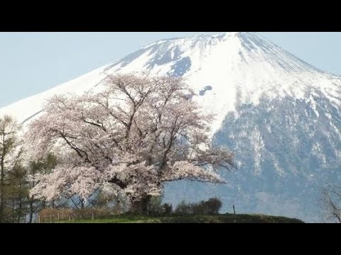 【ドローン空撮】為内の一本桜（2024/4/18）