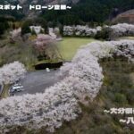 【観光】八匹原公園_桜_花見 大分県佐伯市_ドローン空撮_2024tourist spot