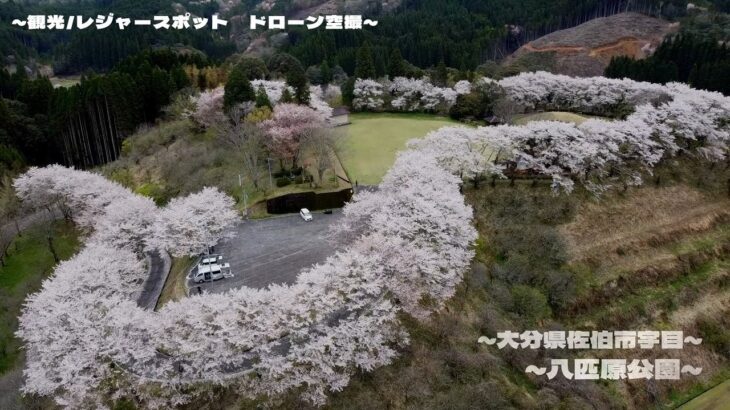 【観光】八匹原公園_桜_花見 大分県佐伯市_ドローン空撮_2024tourist spot