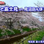 ららぽーと富士見 から 見沼田んぼ桜回廊　【車載動画】 24年4月5日 三井ショッピングパーク 埼玉県 富士見市 さいたま市 ドライブ風景