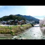 小里川畔の桜　ドローン360°カメラ撮影