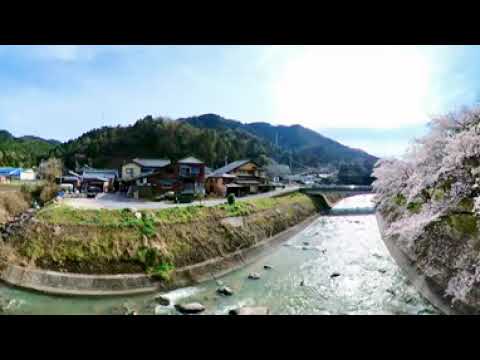 小里川畔の桜　ドローン360°カメラ撮影