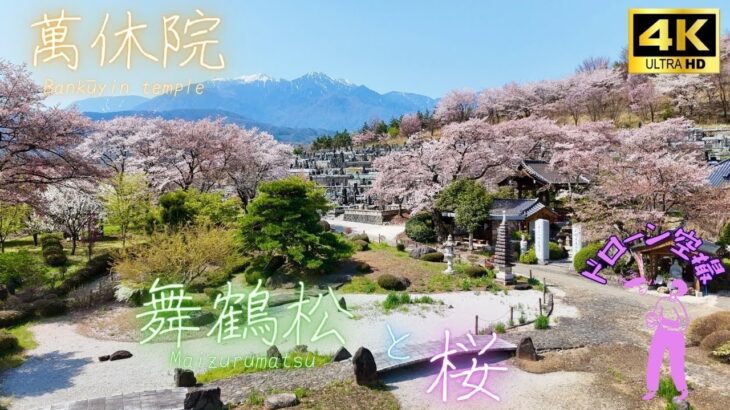 舞鶴松と桜 ~萬休院~ ドローン空撮 [4K]