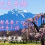 神田の大糸桜 ドローン空撮[4K] 山梨県最大の枝垂れ桜とJR中央本線