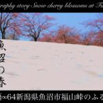 【4K】福山峠の雪上桜2024年4月ドローン空撮Beautiful cherry blossoms blooming on the snow in Japan