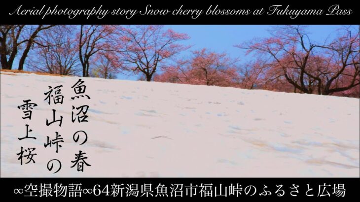 【4K】福山峠の雪上桜2024年4月ドローン空撮Beautiful cherry blossoms blooming on the snow in Japan