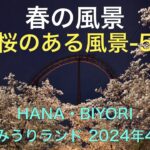 春の風景（桜のある風景5）　よみうりランドHANA-BIYORI 　桜とガーデンの花々　2024年4月