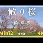 【散り桜 色模様 】北海道 ドローン DJI Mini2  4K  Drone 北見市 常呂川