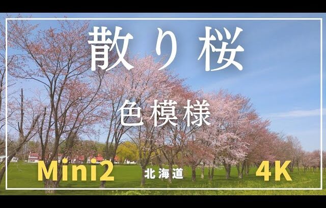 【散り桜 色模様 】北海道 ドローン DJI Mini2  4K  Drone 北見市 常呂川
