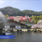 桜・枝垂れ桜・花桃のコラボレーション / 歴史民俗資料館［長野・大桑］#桜吹雪 #花桃 #桜 #しだれ桜 #枝垂れ桜 #田舎の風景 #春 #花 #桃 #木曽 #長野県 #木曽路 #長野 #JAPAN