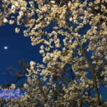 満開の夜桜 / 高遠城址公園［長野・伊那］#夜桜 #満開 #高遠 #桜まつり #高遠城址公園 #桜 #春 #公園 #桜吹雪 #城 #公園 #ダム #アルプス #花  #湖 #伊那 #長野 #JAPAN