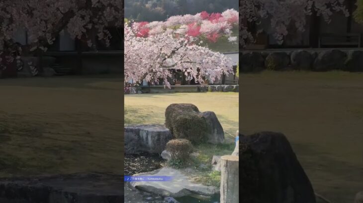 桜・枝垂れ桜・花桃のコラボ / 歴史民俗資料館［長野・大桑］#桜吹雪 #花桃 #桜 #しだれ桜 #枝垂れ桜 #田舎 #春 #花 #桃 #木曽 #長野県 #木曽路 #長野 #JAPAN #Shorts