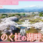 みちのく杜の湖畔公園【JNN sakuraドローンDIG 2024】