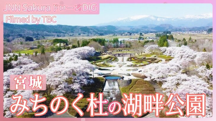 みちのく杜の湖畔公園【JNN sakuraドローンDIG 2024】